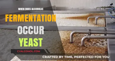 When Does Alcoholic Fermentation Occur in Yeast: A Detailed Guide