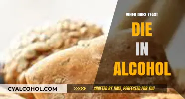 When Does Yeast Die in Alcohol: A Brewing Mystery Explained