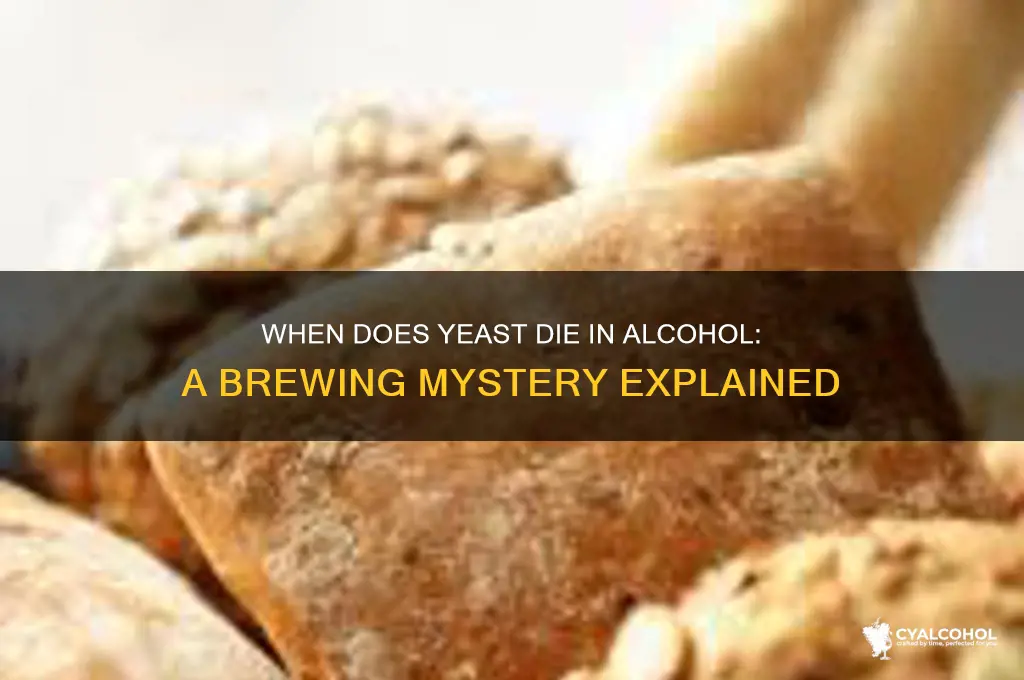 when does yeast die in alcohol