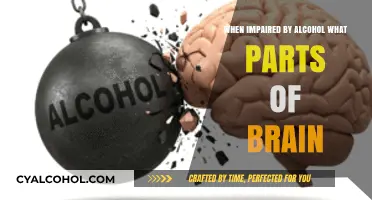 Alcohol Impairment: How the Brain's Key Regions Are Affected