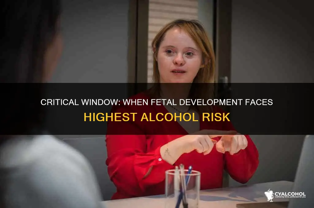 when is a fetus most vulnerable to alcohol