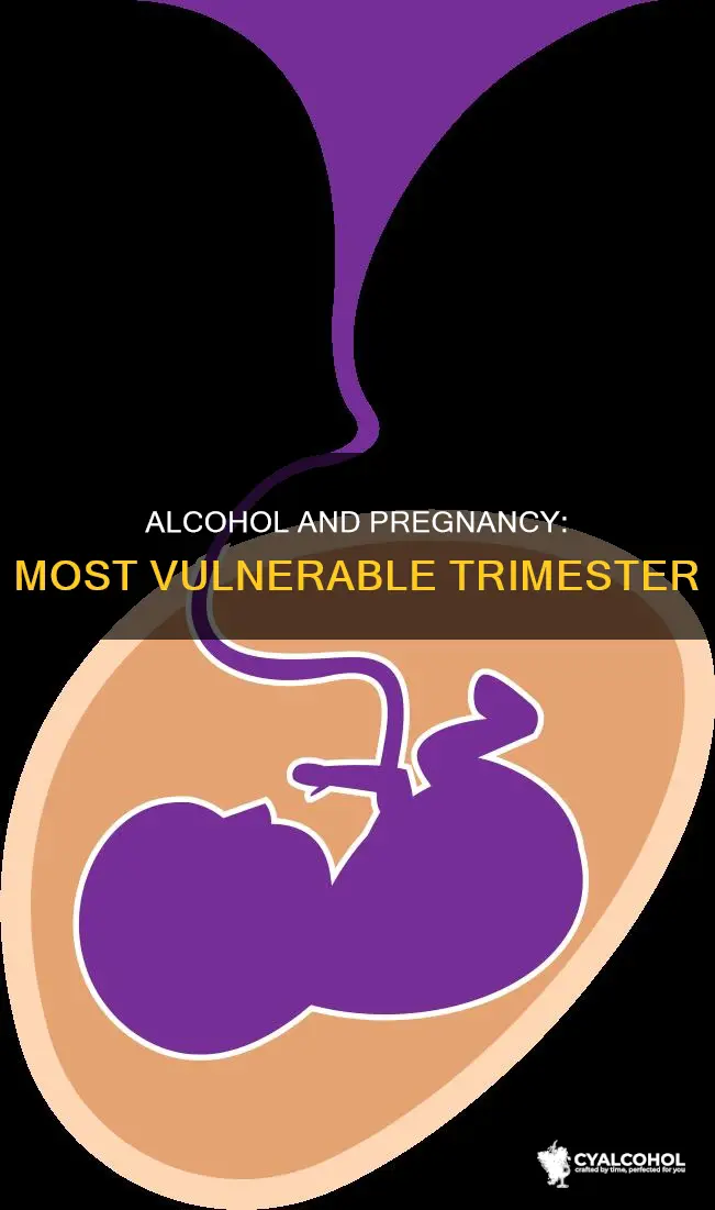 when is a fetus most vulnerable to fetal alcohol syndrome