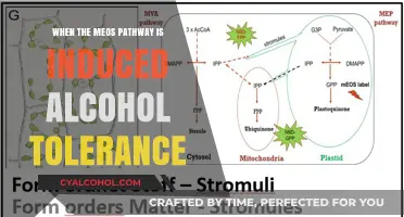 Understanding Alcohol Tolerance: The Role of the MEOS Pathway Induction