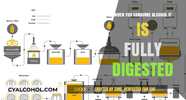 Alcohol Digestion Explained: How Your Body Fully Processes Every Drop