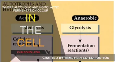 Fermentation: Alcoholic and Homolactic Processes in Cells