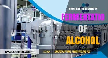 Unveiling the Role of Enzymes in Alcohol Fermentation Process