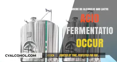 Alcoholic vs. Lactic Acid Fermentation: Locations and Processes Explained