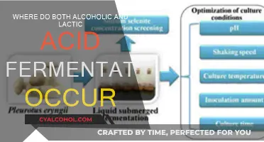 Fermentation: Alcoholic and Lactic Acid Production