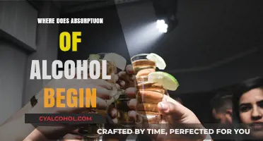 Alcohol Absorption: The Initial Stages in Your Body's Processing Journey