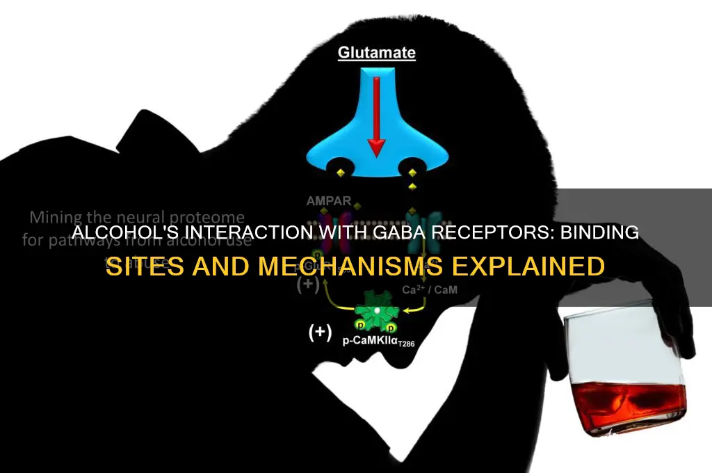where does alcohol bind on gaba