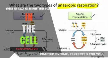 Alcohol Fermentation Location: Unveiling the Cellular Site of Ethanol Production