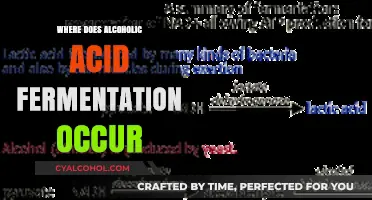 Where Alcoholic Acid Fermentation Occurs: Unveiling the Biological Process
