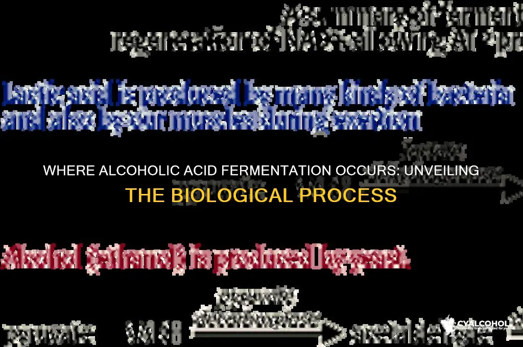 where does alcoholic acid fermentation occur
