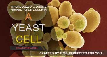 Yeast Cell Alcoholic Fermentation: Where Does It Occur?