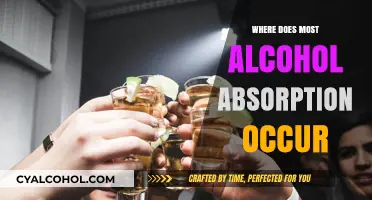 Where Does Most Alcohol Absorption Occur? Understanding the Process