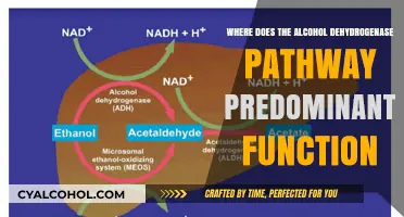 Where Does the Alcohol Dehydrogenase Pathway Predominantly Function in the Body?