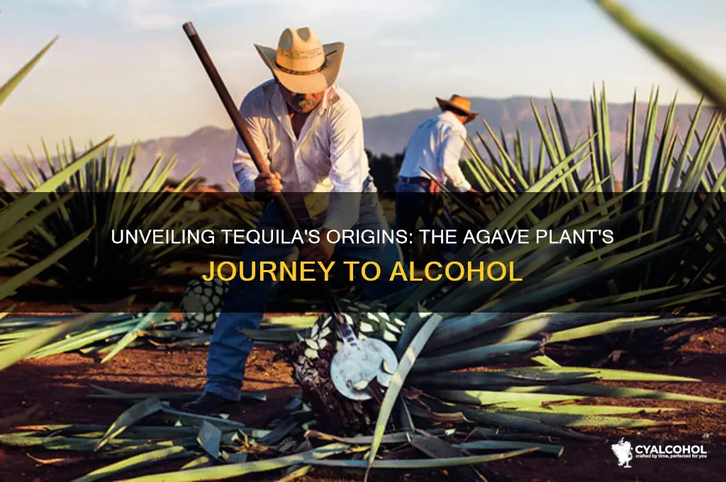 where does the alcohol form tequila come from