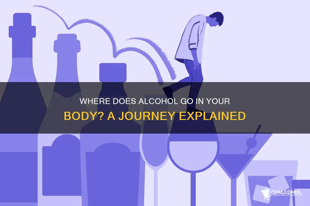 where does the alcohol go to