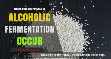 Unveiling the Cellular Site of Alcoholic Fermentation: A Microbial Journey