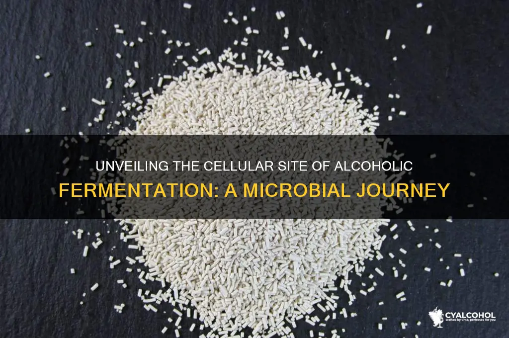 where does the process of alcoholic fermentation occur