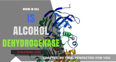 Alcohol Dehydrogenase Localization: Unveiling Its Cellular Compartment in Metabolism