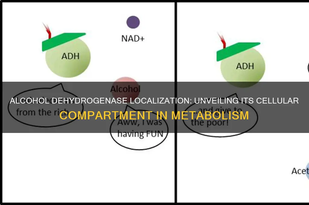 where in cell is alcohol dehydrogenase