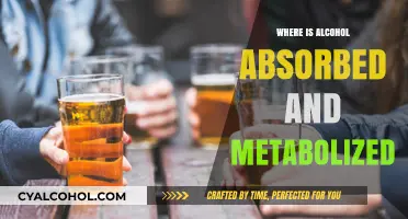 Alcohol Absorption and Metabolism: Where and How Your Body Processes It