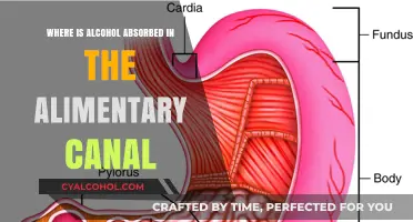 Alcohol Absorption in the Alimentary Canal: Key Locations Explained