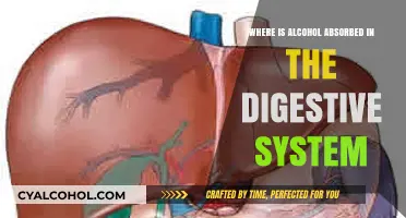 Alcohol Absorption in the Digestive System: Key Locations Explained