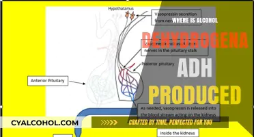 Where is Alcohol Dehydrogenase (ADH) Produced in the Body?