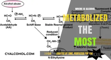 Where Alcohol Metabolism Peaks: The Liver's Role in Breakdown