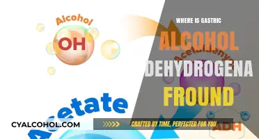 Where is Gastric Alcohol Dehydrogenase Found in the Human Body?