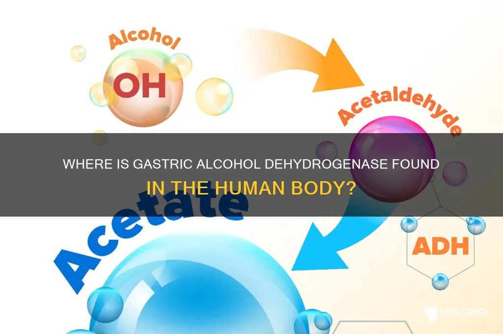 where is gastric alcohol dehydrogenase fround