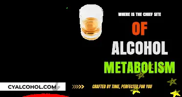 Unveiling the Liver: Primary Site of Alcohol Metabolism Explained
