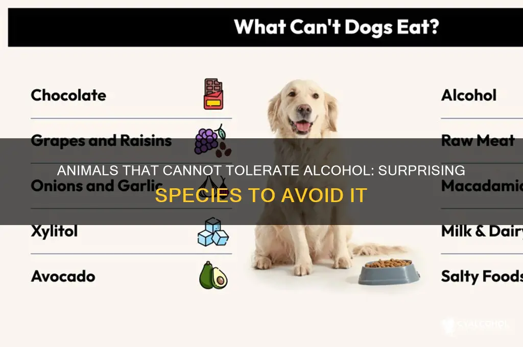 which animals are not alcohol tolerant