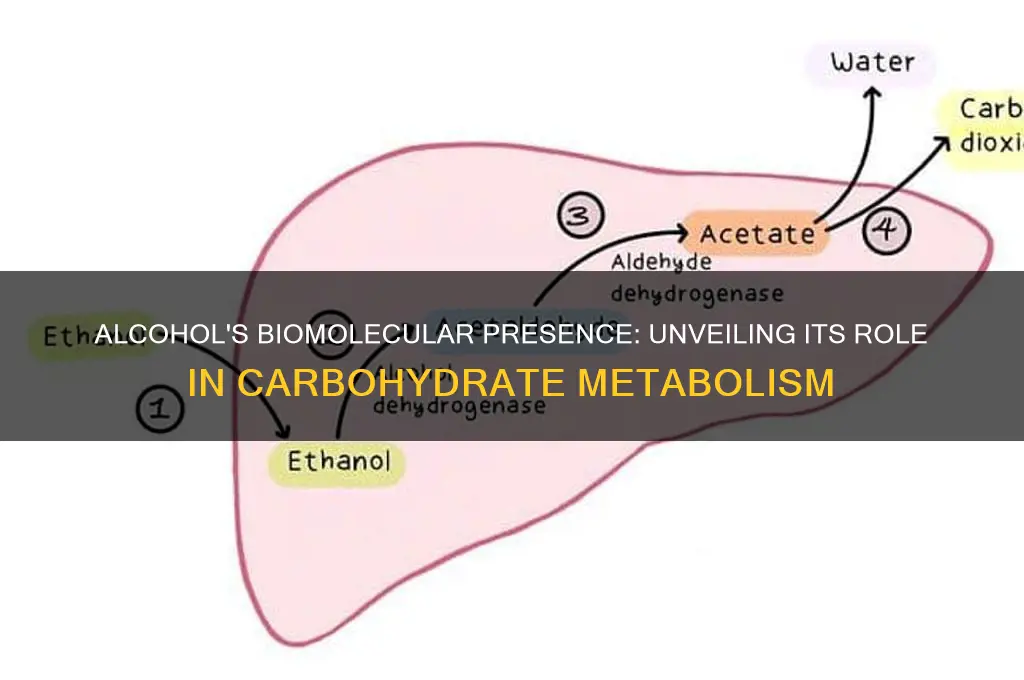 which biomolecule is alcohol found kn