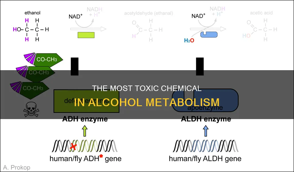 which chemical in the alcohol metabolic pathway is most toxic