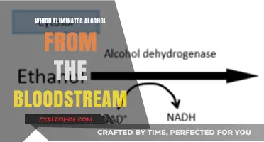 How the Liver Naturally Eliminates Alcohol from Your Bloodstream