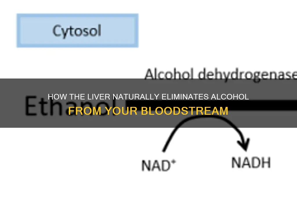 which eliminates alcohol from the bloodstream