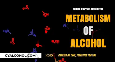 How Alcohol Dehydrogenase Enzyme Metabolizes Alcohol in the Body