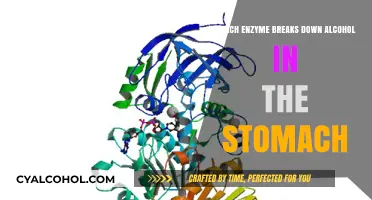 How Alcohol Dehydrogenase Enzyme Breaks Down Alcohol in the Stomach