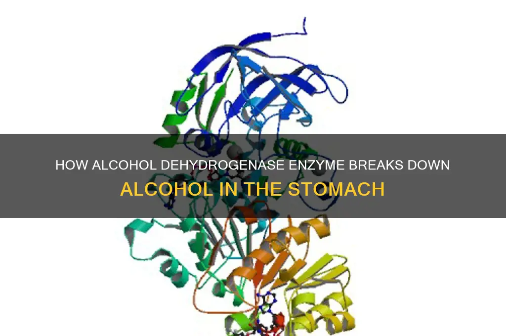 which enzyme breaks down alcohol in the stomach
