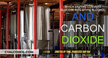 Enzyme Power: Glucose to Alcohol and Carbon Dioxide