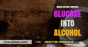 How Zymase Enzyme Ferments Glucose into Alcohol: A Detailed Explanation