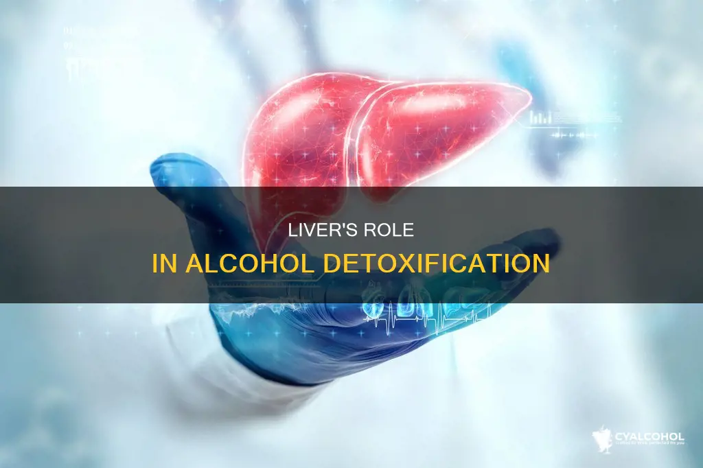 which has primary responsibility for eliminating alcohol from the bloodstream