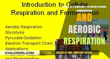 The Similarity Between Alcohol Fermentation and Aerobic Respiration