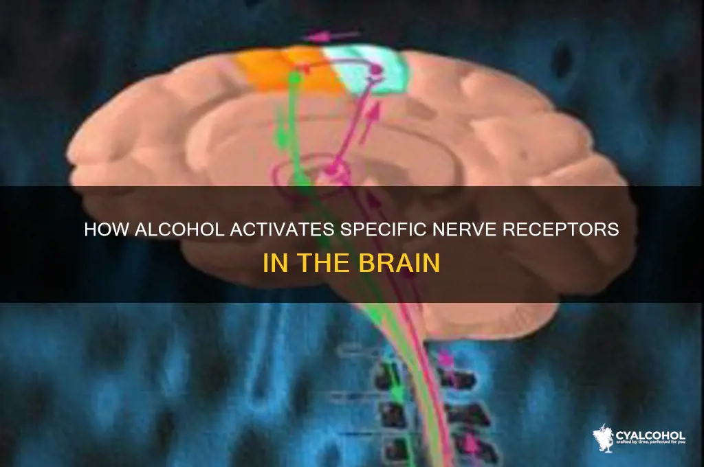 which nerve receptors does alcohol fill
