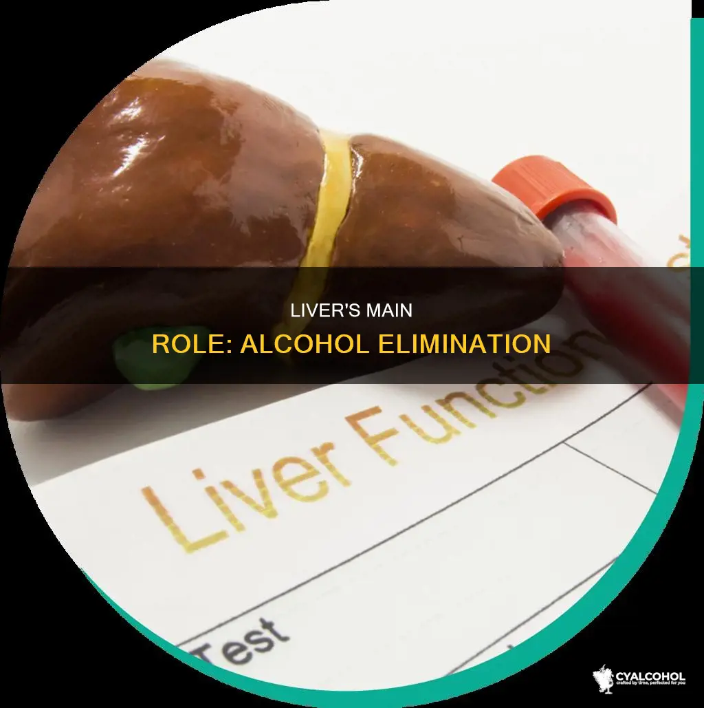 which of the following has primary responsibility for eliminating alcohol