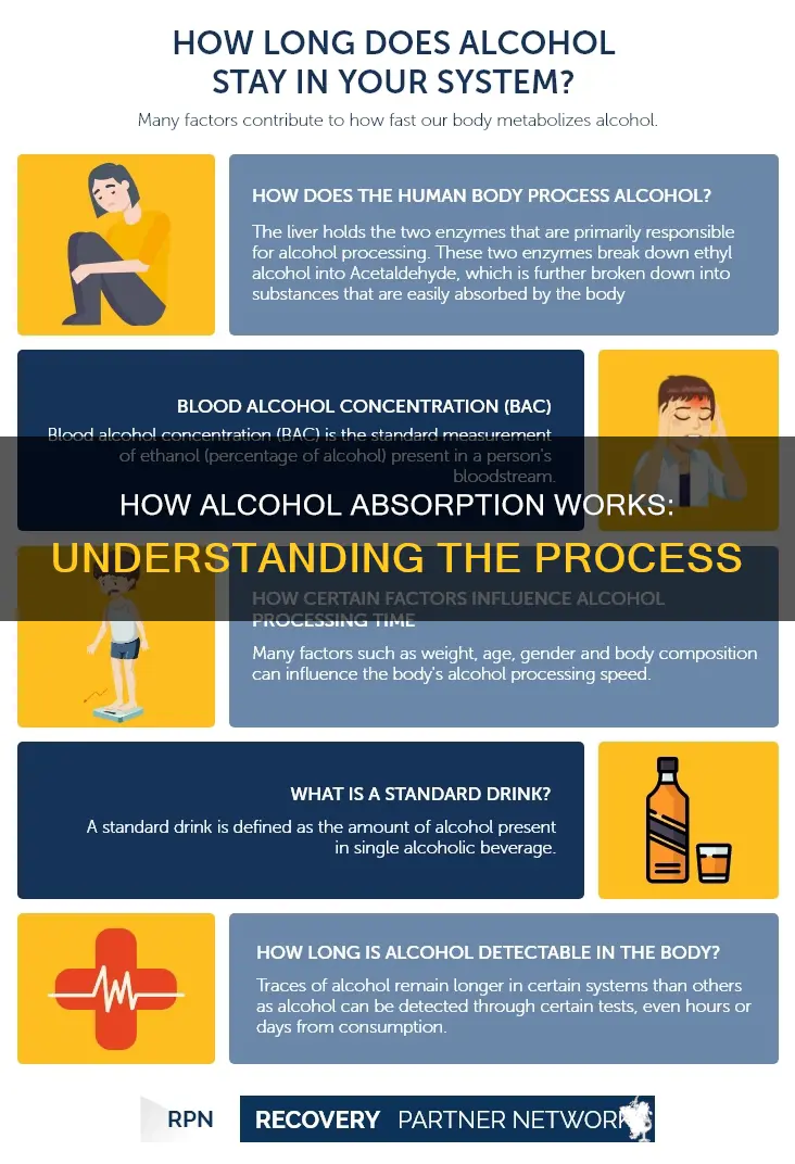 which of the following is a characteristic of alcohol absorption