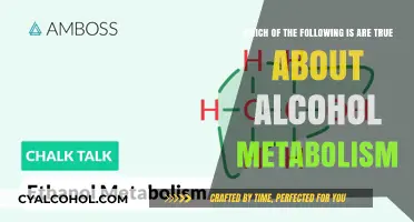 Alcohol Metabolism: What You Need to Know